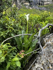 Zantedeschia albomaculata