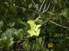 Passiflora vespertilio