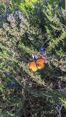 Danaus chrysippus