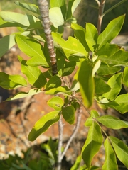 Heteromorpha arborescens abyssinica