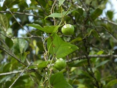 Passiflora vespertilio