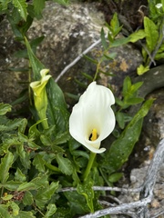 Zantedeschia albomaculata