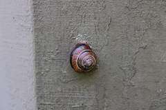 Cepaea
