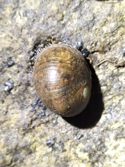 Nerita erythrostoma