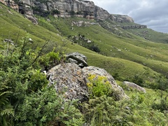 Zantedeschia albomaculata
