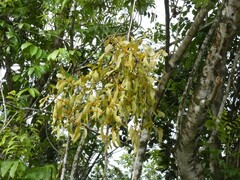 Phoradendron perrottetii