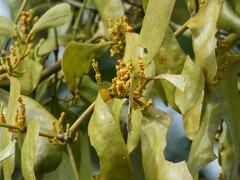 Phoradendron perrottetii