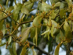 Phoradendron perrottetii
