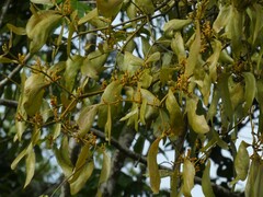 Phoradendron perrottetii