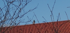Columba livia domestica