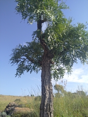 Cussonia paniculata