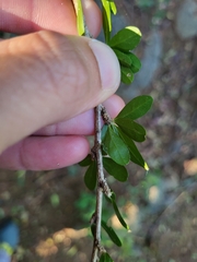 Ditaxis fasciculata