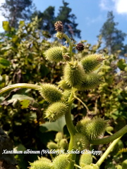 Xanthium orientale riparium