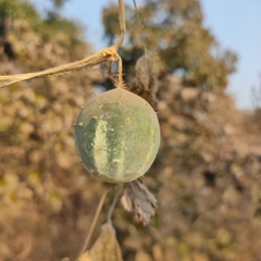 Citrullus colocynthis