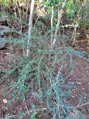 Ditaxis fasciculata