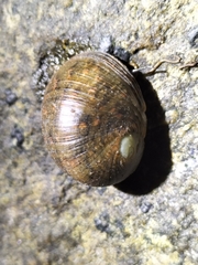 Nerita erythrostoma