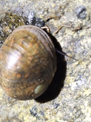 Nerita erythrostoma