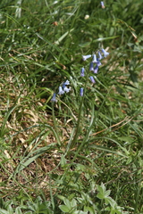 Brimeura amethystina