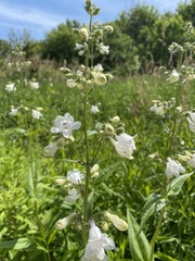 Penstemon digitalis