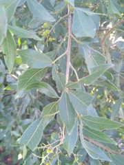 Searsia pyroides