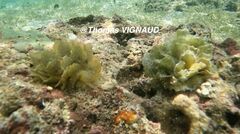 Polybranchia orientalis