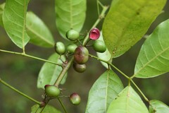 Protium heptaphyllum heptaphyllum