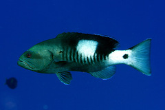 Gracila albomarginata