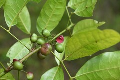 Protium heptaphyllum heptaphyllum