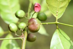 Protium heptaphyllum heptaphyllum