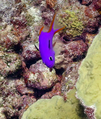 Gracila albomarginata