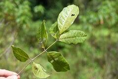 Protium heptaphyllum heptaphyllum