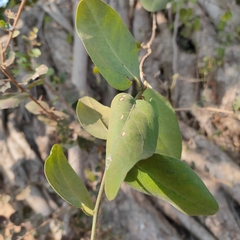 Pentatropis