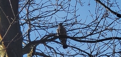 Columba palumbus