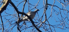 Columba palumbus