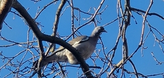 Columba palumbus