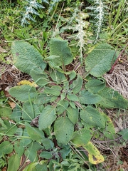 Salvia verbenaca