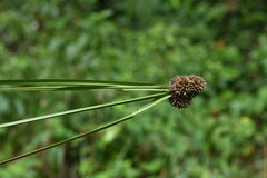 Rhynchospora cephalotes