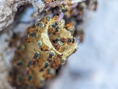 Tetragonisca angustula