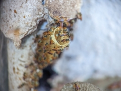 Tetragonisca angustula