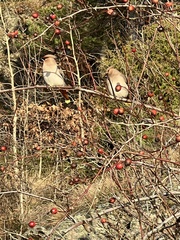 Bombycilla garrulus