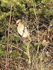 Bombycilla garrulus