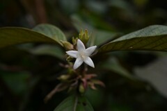 Sabicea cinerea