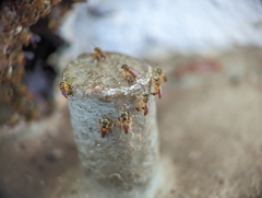 Tetragonisca angustula