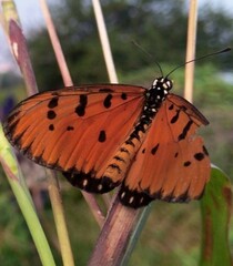 Acraea terpsicore