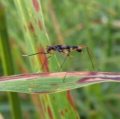 Rainieria antennaepes