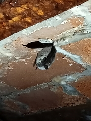 Myotis mystacinus
