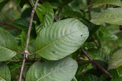 Sabicea cinerea
