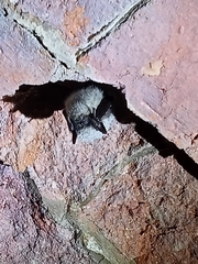 Myotis mystacinus