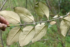 Sabicea cinerea