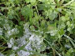 Peronospora alsinearum